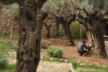 Jill Kelly Website on Praying In Gethsemani    Jill Kelly